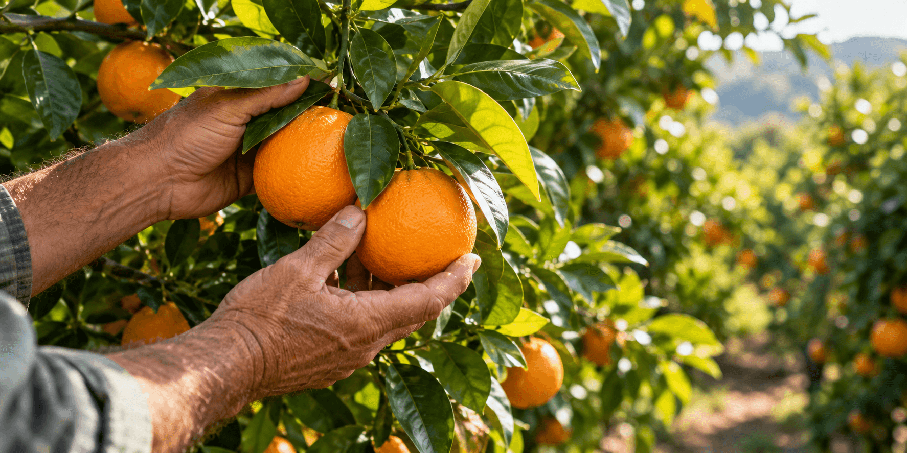 A grower gently harvesting ripe oranges from a citrus tree